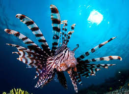 Image result for Pterois volitans