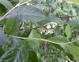 Attēlu rezultāti vaicājumam “Lignydium muscorum young”