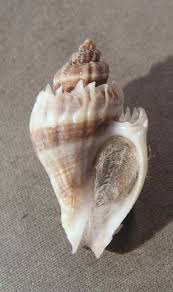 Image result for Melongena corona