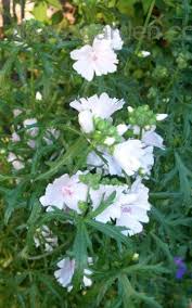 Attēlu rezultāti vaicājumam “Malva moschata alba fruit”