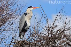 Attēlu rezultāti vaicājumam “Ardea cinerea”