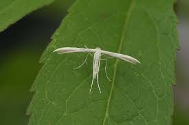 Attēlu rezultāti vaicājumam “Adaina microdactyla”