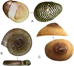 Attēlu rezultāti vaicājumam “Lymnaeidae”