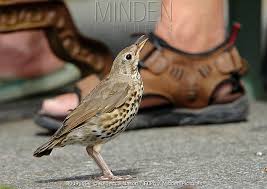 Attēlu rezultāti vaicājumam “Turdus philomelos juvenile”