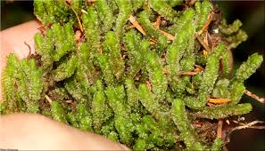 Attēlu rezultāti vaicājumam “Barbilophozia lycopodioides macro”