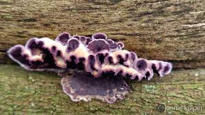 Attēlu rezultāti vaicājumam “Chondrostereum purpureum”