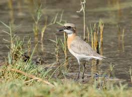 Image result for Charadrius mongolus