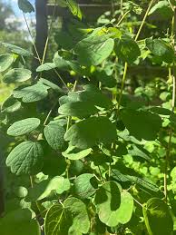 Attēlu rezultāti vaicājumam “Thalictrum lucidum leaf”
