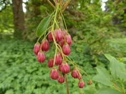 Attēlu rezultāti vaicājumam “Enkianthus chinensis flower”