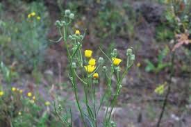 Attēlu rezultāti vaicājumam “Crepis tectorum flower”