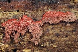 Attēlu rezultāti vaicājumam “Arcyria stipata”