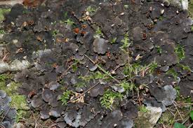 Attēlu rezultāti vaicājumam “Peltigera”