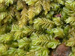 Attēlu rezultāti vaicājumam “Plagiochila porelloides”