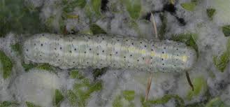 Attēlu rezultāti vaicājumam “Cucullia lucifuga larva”