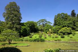 Image result for шри ланка королевский ботанический сад