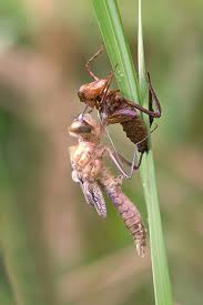 Attēlu rezultāti vaicājumam “Cordulia aenea”