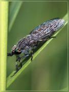 Attēlu rezultāti vaicājumam “Exoprosopa capucina”