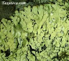 Attēlu rezultāti vaicājumam “Parmeliopsis ambigua”