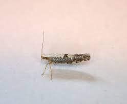 Attēlu rezultāti vaicājumam “Argyresthia spinosella”