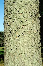 Attēlu rezultāti vaicājumam “Larix decidua var. polonica”