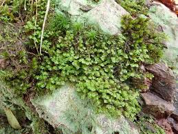 Attēlu rezultāti vaicājumam “Scapania”