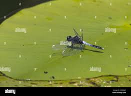 Attēlu rezultāti vaicājumam “Leucorrhinia caudalis”