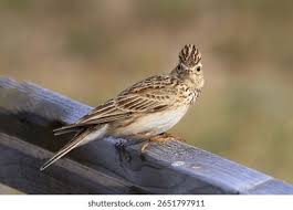 Attēlu rezultāti vaicājumam “Alauda arvensis”