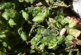 Attēlu rezultāti vaicājumam “Radula complanata sporophyte”