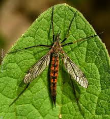 Attēlu rezultāti vaicājumam “Tipulidae female”