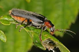 Attēlu rezultāti vaicājumam “Cantharis fusca”
