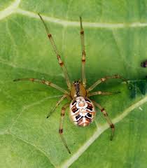 Attēlu rezultāti vaicājumam “Phylloneta sp.”