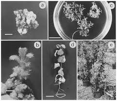 Attēlu rezultāti vaicājumam “Lonicera tatarica bud”