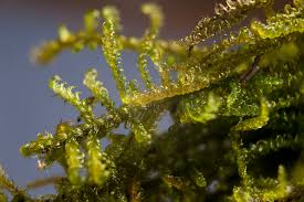 Attēlu rezultāti vaicājumam “Palustriella commutata sporophyte”