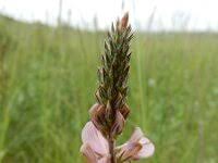 Attēlu rezultāti vaicājumam “Onobrychis arenaria”