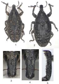 Attēlu rezultāti vaicājumam “Larinus sp.”