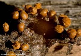 Attēlu rezultāti vaicājumam “Trichia varia”