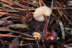 Attēlu rezultāti vaicājumam “Auriscalpium vulgare”