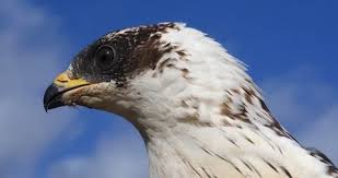 Attēlu rezultāti vaicājumam “Pernis apivorus adult”