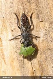 Attēlu rezultāti vaicājumam “Choerades sp.”