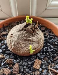 Attēlu rezultāti vaicājumam “Trichia erecta stalked”