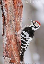 Attēlu rezultāti vaicājumam “Dendrocopos leucotos”