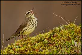 Image result for Seiurus noveboracensis