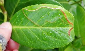 Attēlu rezultāti vaicājumam “Lyonetia clerkella”