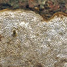 Attēlu rezultāti vaicājumam “Datronia mollis”