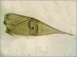 Attēlu rezultāti vaicājumam “Hypnum cupressiforme var. lacunosum sporophyte”