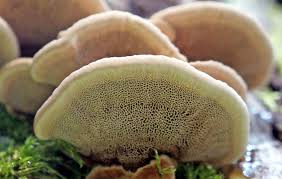 Attēlu rezultāti vaicājumam “Inonotus leporinus”