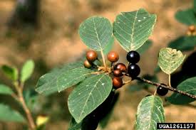 Attēlu rezultāti vaicājumam “Frangula alnus leaf”