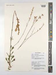 Attēlu rezultāti vaicājumam “Silene borysthenica bud”