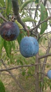 Attēlu rezultāti vaicājumam “Prunus domestica subsp. domestica fruit”
