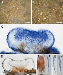 Attēlu rezultāti vaicājumam “Cliostomum corrugatum”